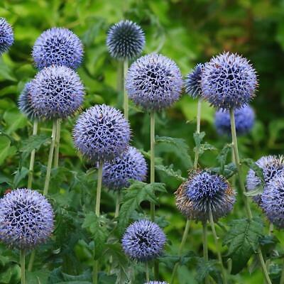 โกลบ ธิสเซิล (Globe Thistle) ดอกใหญ่ / 100 เม็ด (Singapore)*