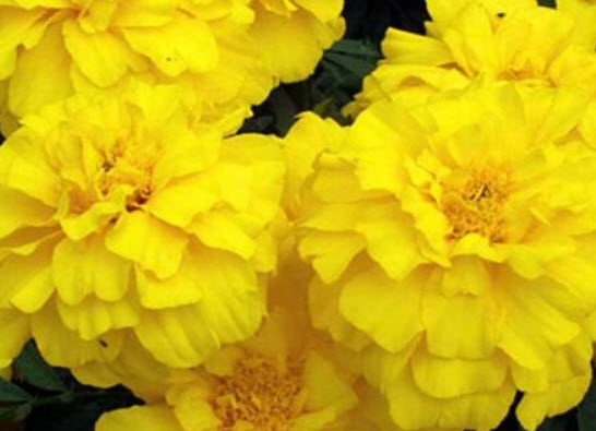 ดาวเรืองฝรั่งเศส (French Marigold) / 60 เม็ด (UK)