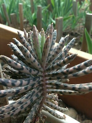 Kalanchoe Tubiflora / 5 เม็ด (Malta)