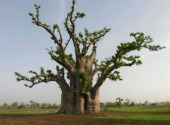 เบาบับ (Baobab / Adansonia Digitata) / 5 เม็ด (นอก)