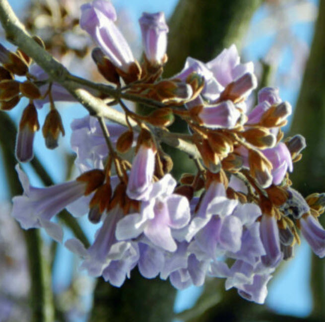 เพาโลเนีย หรือพอโลเนีย (Paulownia tomentosa) / 500 เม็ด (Spain) *