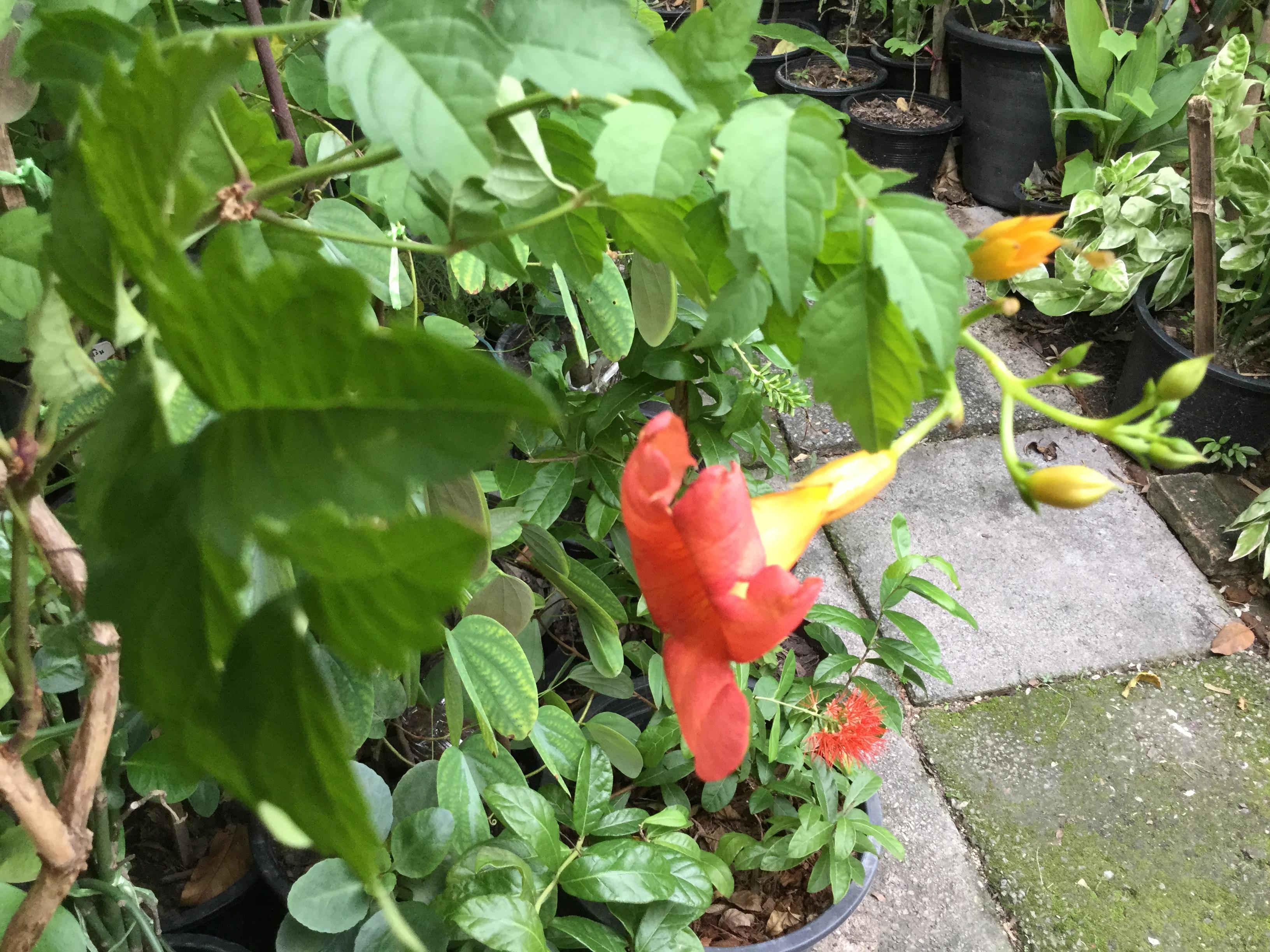 ต้นมธุลดา ดอกส้มแดง สูง 50-70 ซ.ม. / ต้น