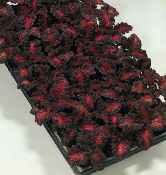 ฤาษีผสม แบล๊ค ดราก้อน หรือมังกรดำ (Black Dragon Coleus) / 100 เม็ด (China)