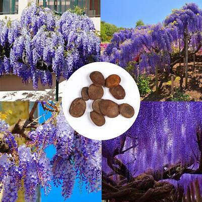 วิสทีเรียต้น (Wisteria tree) คละโทนสีฟ้า-น้ำเงิน / 5 เม็ด