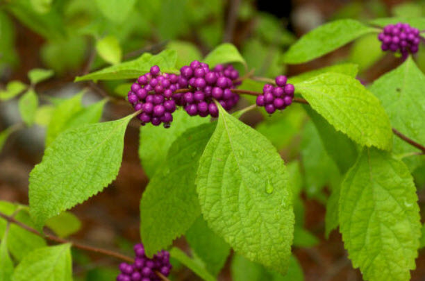 อเมริกันบิวตี้เบอรี่ (American Beauty Berry) หรือราชาไข่มุก / 20 เม็ด (USA) *