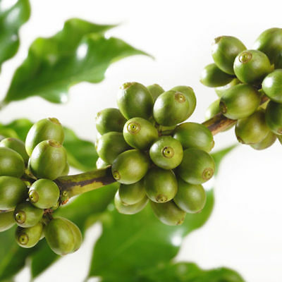 กาแฟ ฮาวาเอียน โคน่า (Hawaiian Kona Coffee) / 100 เม็ด