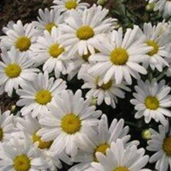 เดซี่ แชสต้า (Shasta Daisy) สีขาว / 500 เม็ด