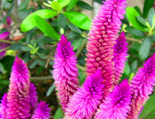 หงอนไก่ ฟลามิงโก้ (Flamingo Cockscomb) / 100 เม็ด