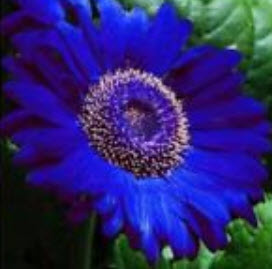 เยอบีร่า (Gerbera) สีน้ำเงิน / 25 เม็ด (หายาก)