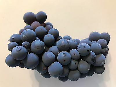 องุ่นดำเคียวโฮน้ำผึ้ง (Honey Kyoho Grape) / 10 เม็ด (USA)