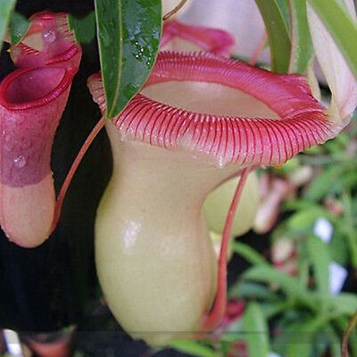 หม้อข้าวหม้อแกงลิง (Nepenthes) คละ / 100 เม็ด