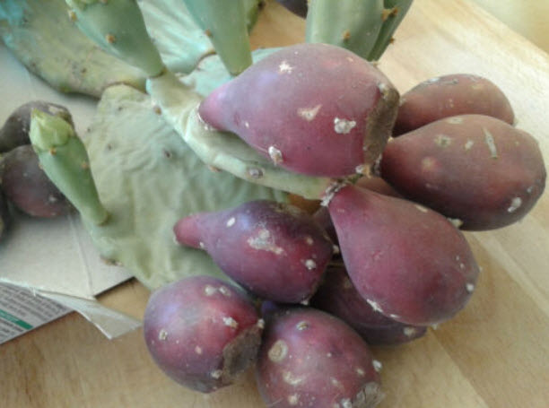 กระบองเพชรทานผล (สายพันธุ์ Opuntia) แดง / 10 เม็ด (Cyprus)