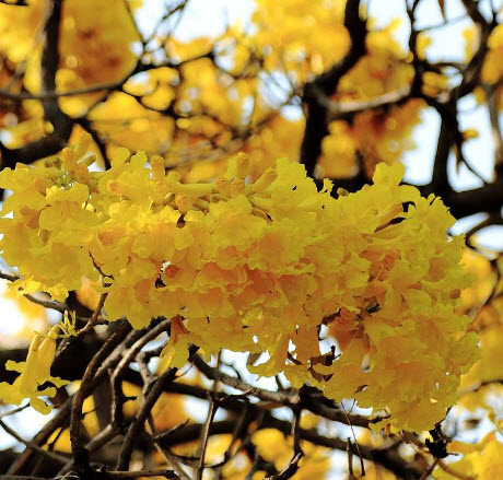 เหลืองสิรินธร/เหลืองปรีดียาธร / 20 เม็ด