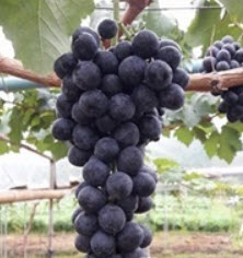 ต้นองุ่น บิวตี้ ซีดเลส (Beauty seedless) / ต้น