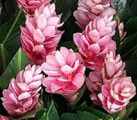 ต้นขิงชมพู (Pink Ginger) กระถาง สูง 20-30 ซ.ม. / ต้น