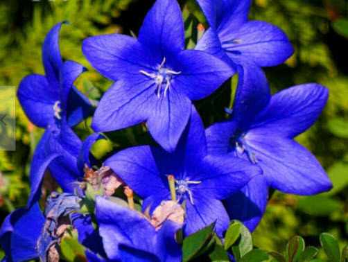 บอลลูน - แอสตร้า บลู (Balloon Flower - Astra Blue) / 250 เม็ด (UK)