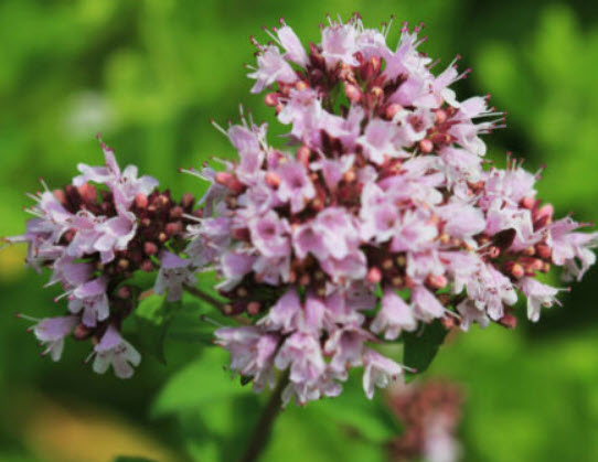 ออริกาโน หรือมาจอแรมป่า (Oregano / Wild Marjoram) / 4,000 เม็ด (UK)