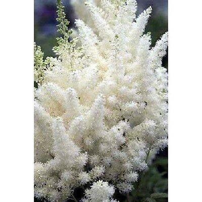 อัสดง (Astilbe) สีขาว / 25 เม็ด (USA)