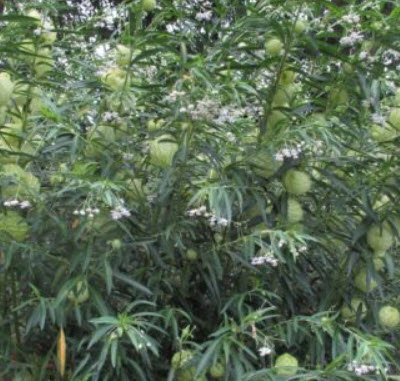 หงส์เหิร หรือ บอลลูน (balloon plant) / 25 เม็ด (Netherlands) *