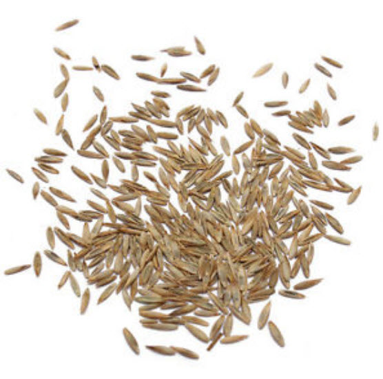 หญ้าสนามหญ้า สีเขียว / 10,000 เม็ด (นอก)