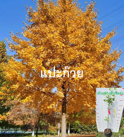 ต้น แปะก๊วย Ginkgo อายุต้น 3 ปี+ สูง 80-100 ซ.ม. ต้นสูง ไม่ต้องรอนาน