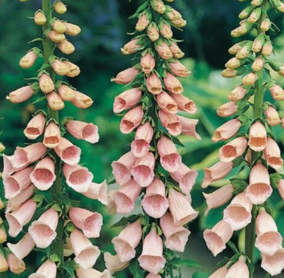 ดิจิทาลิส (Digitalis - Apricot) / 3,000 เม็ด (UK)