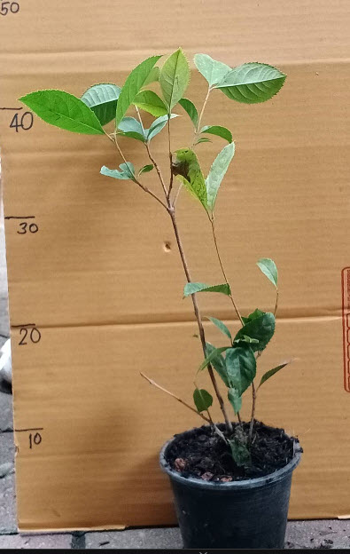 ต้น หอมหมื่นลี้ กุ้ยฮวา 七彩桂花 กระถาง 5-6 นิ้ว สูง 30-50 ซ.ม. ต้นไม้นำเข้า