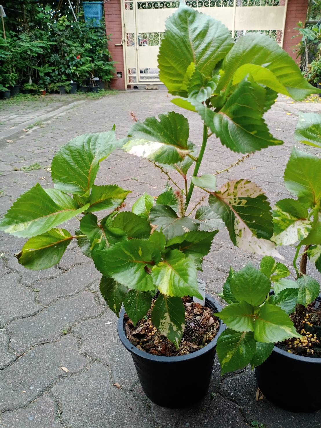 ต้นหูปลาช่อน หรือต้นไม้ 7 สี กระถาง 8 นิ้ว