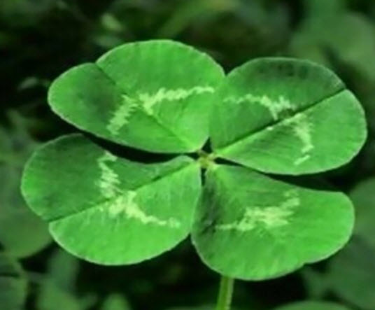 โคลเวอร์ (Clover) สีขาว / 200 เม็ด (China)