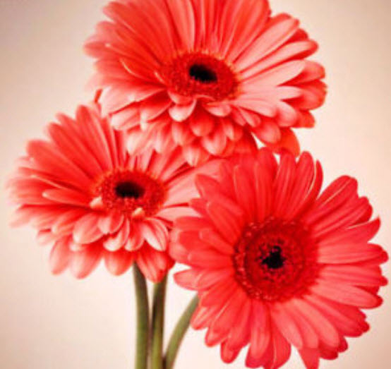 เยอบีร่า (Gerbera) คละสี / 25 เม็ด (นอก)