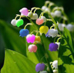 กล้วยไม้ระฆัง (Bell Orchid) คละ / 100 เม็ด (China)