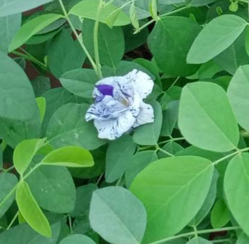 ต้นอัญชัน ดอกด่าง กระถาง 6 นิ้ว สวยมาก มีต้นพร้อมส่ง