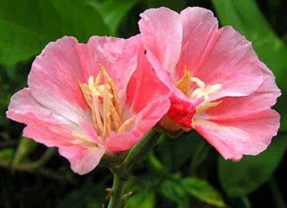 ก็อดดีเทีย (Godetia) ดอกซ้อน สีแซลมอน / 1,600 เม็ด (UK)