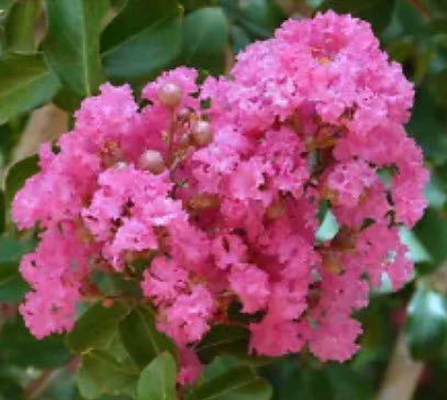 ต้นยี่เข่ง สีชมพู ถุงดำ สูง 50-60 ซ.ม. / ต้น