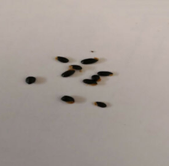 มะเฟือง (Carambola) ต้นเตี้ย / 25 เม็ด (นอก)