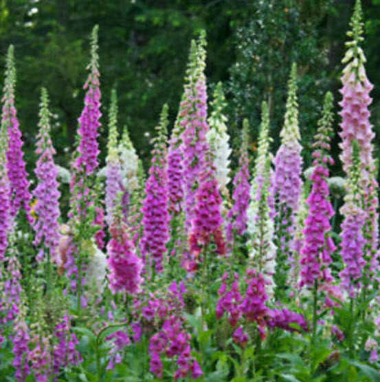 ดิจิทาลิส (Digitalis / Foxglove) คละ / 10,000 เม็ด
