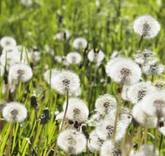 แดนดิไลออน (Dandelion) คละ / 50 เม็ด