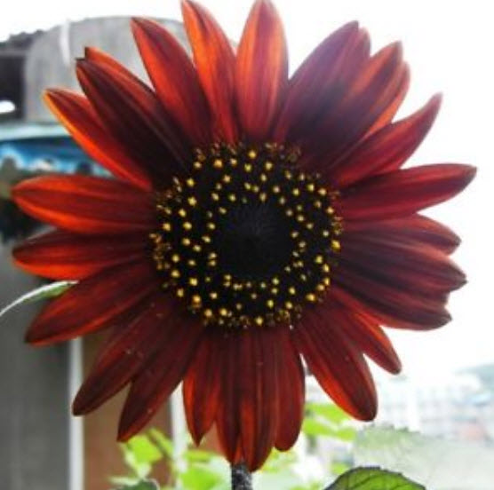 ทานตะวันแดง (Sunflower) / ซอง 15 เม็ด (A108)