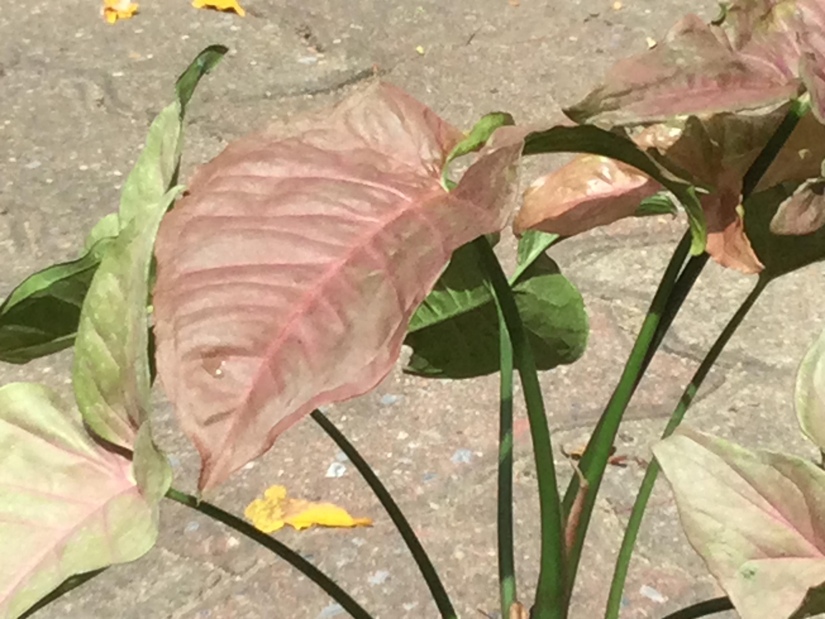 ต้นออมชมพูด่าง กระถาง 8 นิ้ว