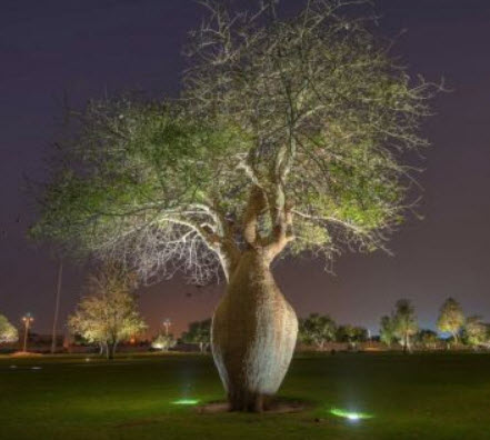ต้นขวด (Bottle Tree) / 10 เม็ด (Portugal)*