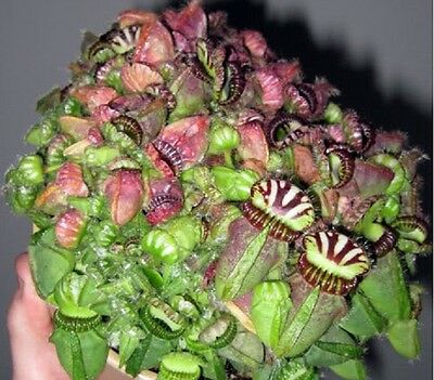 กระเป๋าจิงโจ้ (Cephalotus Follicularis) / 3 เม็ด (Israel)