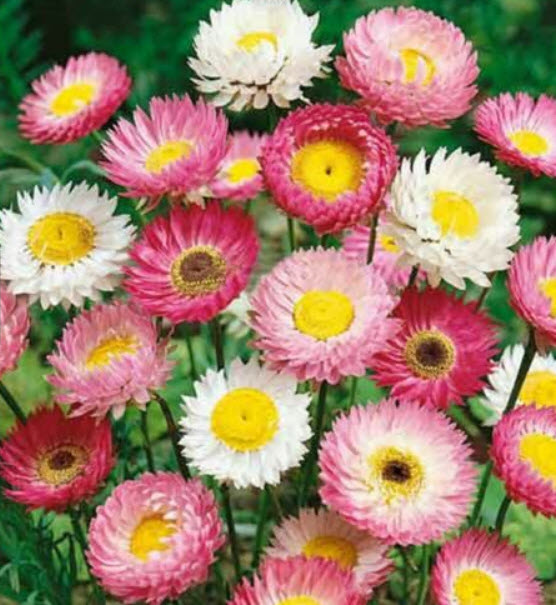 ดอกกระดาษ (Paper Daisy) คละ / 200 เม็ด (Ukraine)