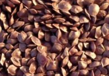 ไมยราบ (Bashful grass) ใบสีน้ำเงิน / 15 เม็ด (นอก)