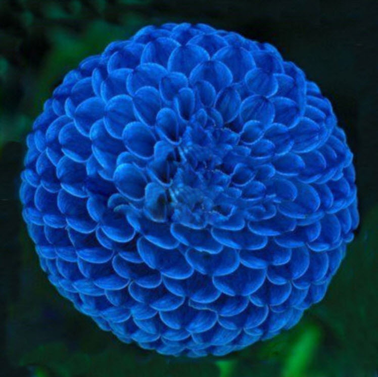 รักเร่ บลู ไฟร์บอล (Dahlia - Blue Fireball) / 100 เม็ด