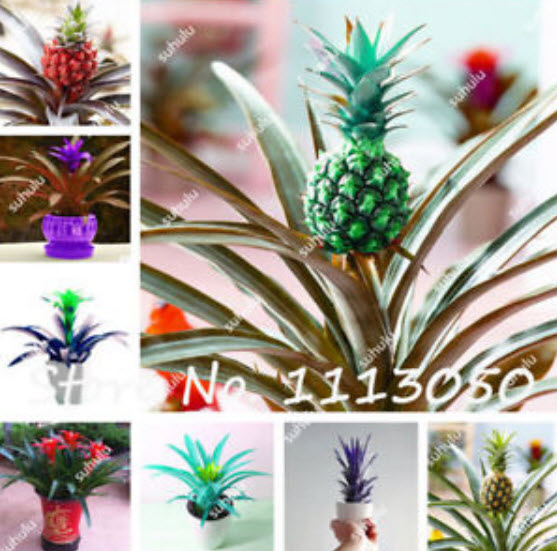 สับปะรดสี (Bromeliad) คละ / 100 เม็ด