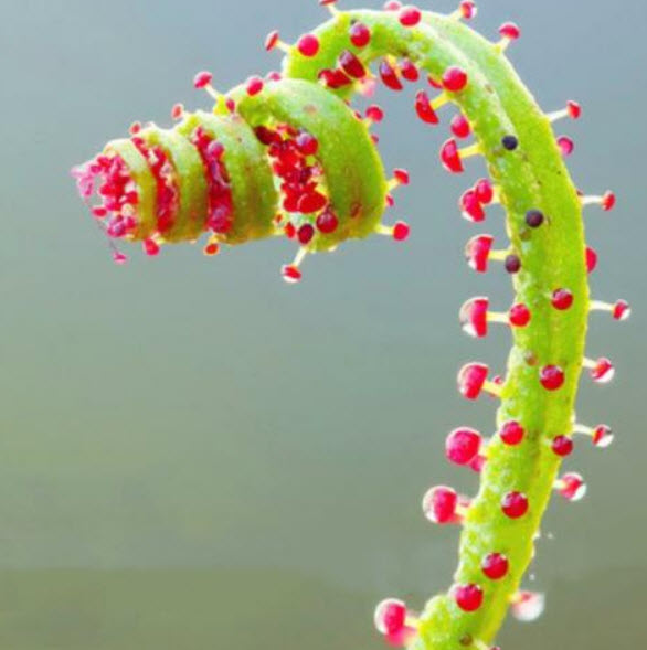 สนน้ำค้างโปรตุเกส (Drosophyllum) / 100 เม็ด