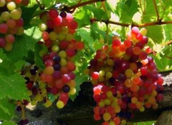 องุ่นลูกกลม (Grape) คละ / 50 เม็ด