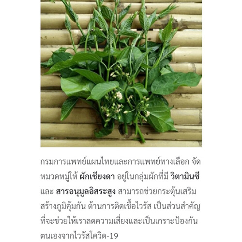 Khaolaor ขาวละออ เชียงดาแคปซูล 60 แคปซูล/กล่อง เชียงดา วิตามินซี สารต้านอนุมูลอิสระ ภูมิคุ้มกัน ไวรัส โควิด-19 น้ำตาลในเลือด เบาหวาน ระดับน้ำตาลในเลือด