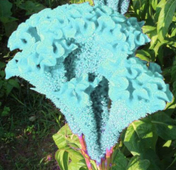 หงอนไก่ สีฟ้า (Blue Cockscomb) / 50 เม็ด (นอก)