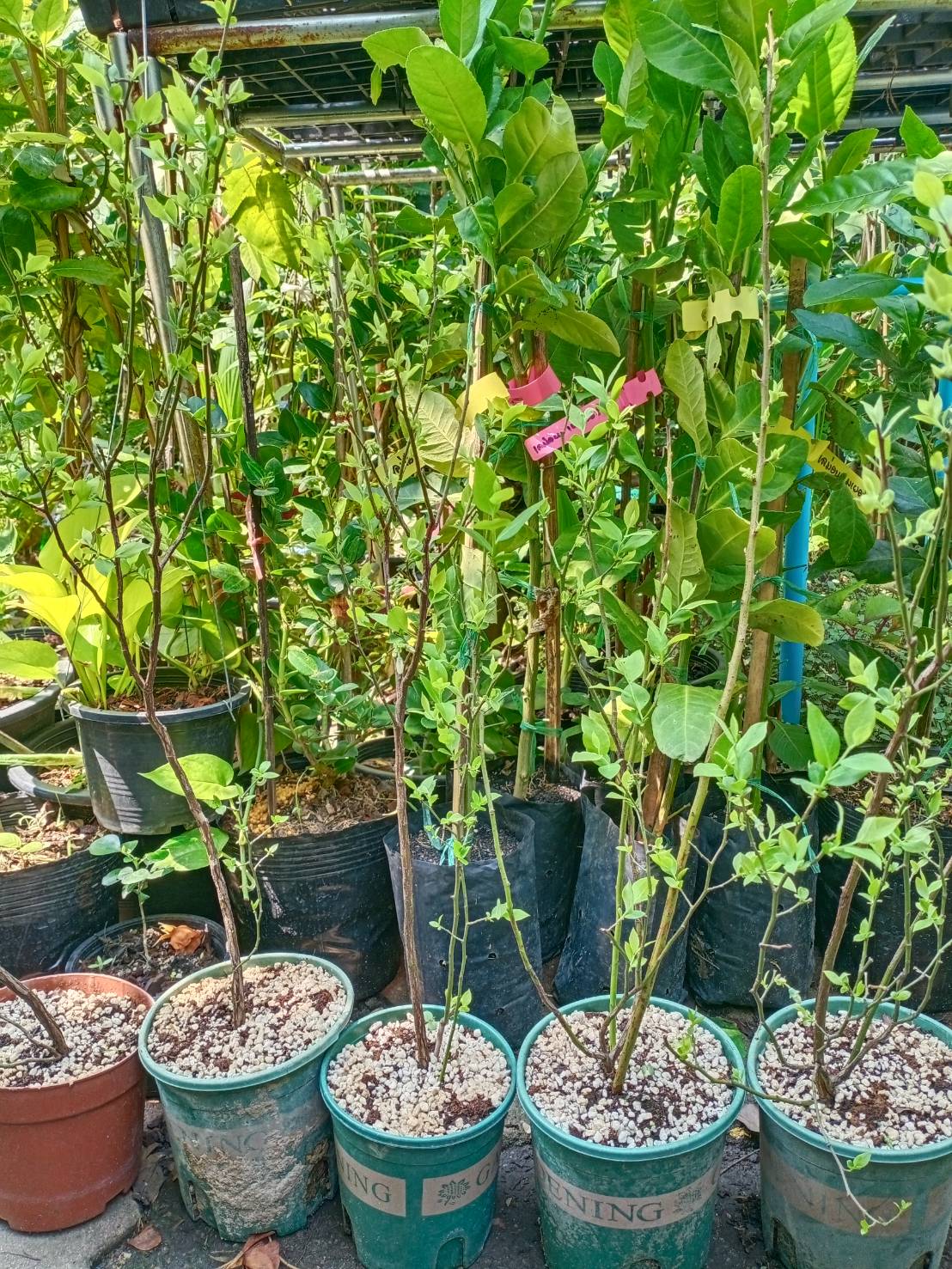 ต้นบลูเบอรี่ (Blueberry) ลูกใหญ่ สูง 40-60 ซ.ม. ต้นไม้นำเข้า